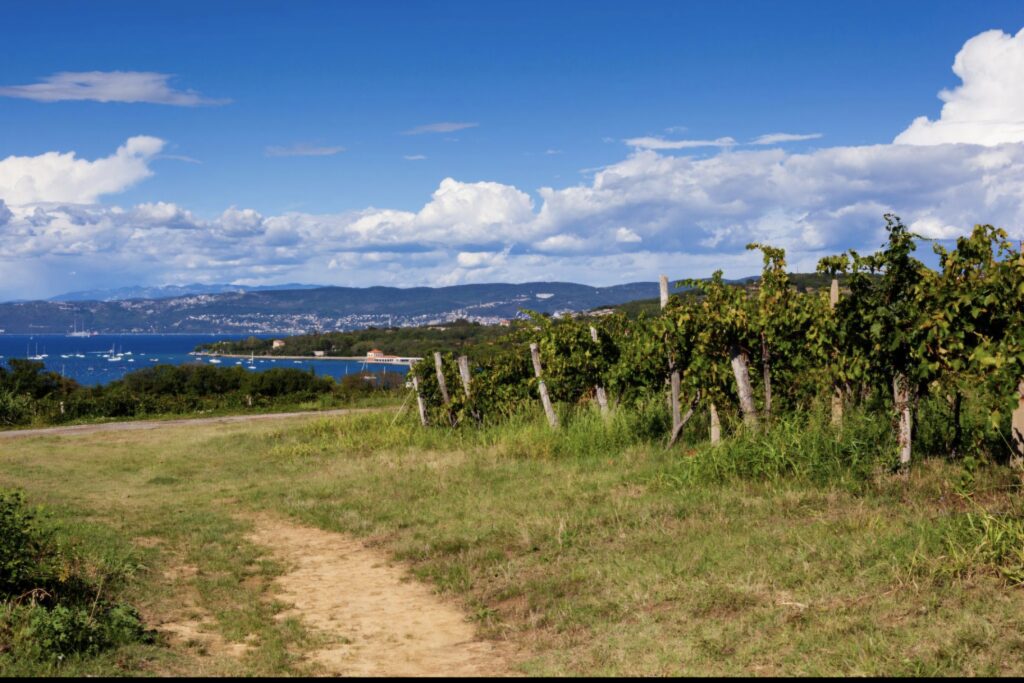 Scopri il Cuore Enologico dell’Istria Slovena